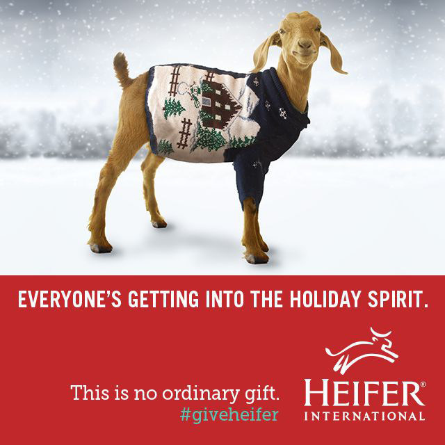 This year our animals are getting into holiday spirit by wearing their favorite holiday sweaters. (PRNewsFoto/Heifer International)