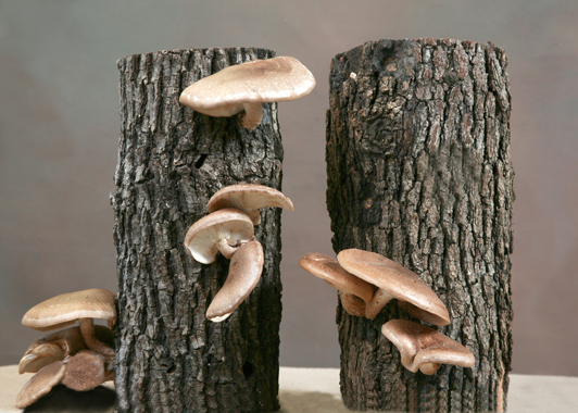 Lost Creek Mushroom Log. Photo Credit: David Hs