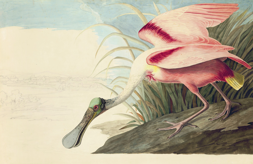 N-YHS Oppenheimer Editions AWC Plate 321 Roseate Spoonbill